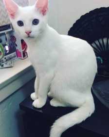 Lost Cat