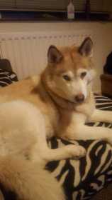 Lost Dog
