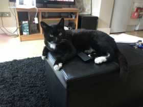 Lost Cat