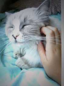 Lost Cat