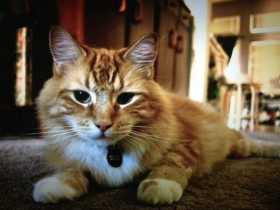 Lost Cat