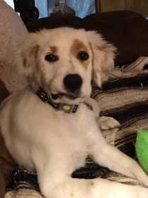 Lost Dog
