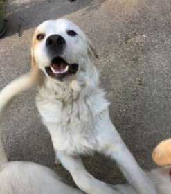 Lost Dog
