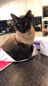 Lost Cat