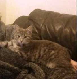 Lost Cat