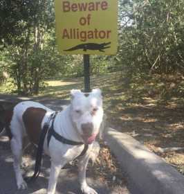 Lost Dog
