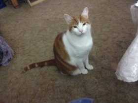 Lost Cat