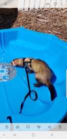 Lost Ferret