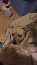 Lost Dog