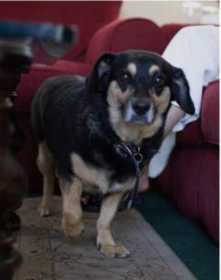 Lost Dog