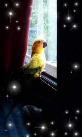 Lost Conure