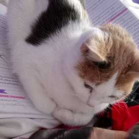 Lost Cat