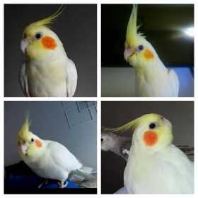 Lost Cockatiel