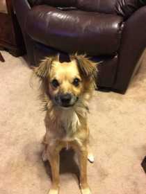 Lost Dog