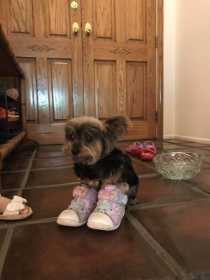 Lost Dog