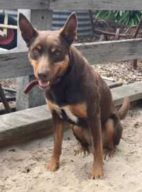 Lost Dog