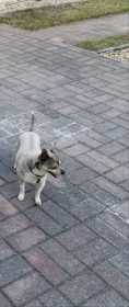 Lost Dog