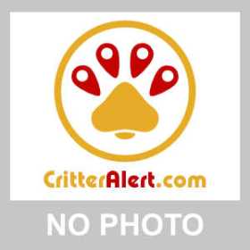 Lost Dog