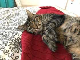 Lost Cat