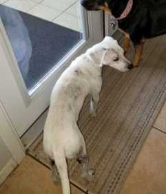 Lost Dog