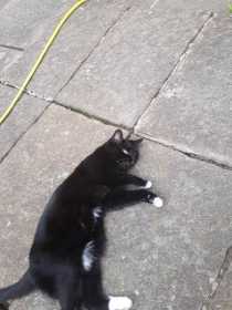 Lost Cat