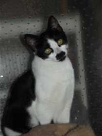 Lost Cat