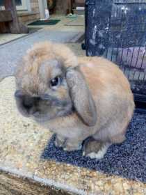 Lost Rabbit