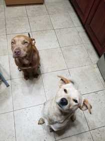 Lost Dog