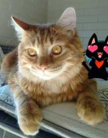 Lost Cat