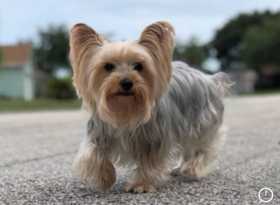 Lost Dog