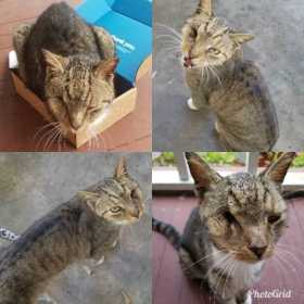 Lost Cat