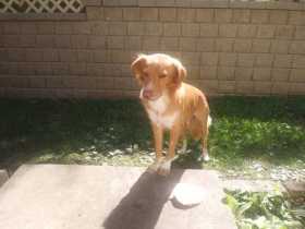 Lost Dog