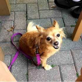 Lost Dog