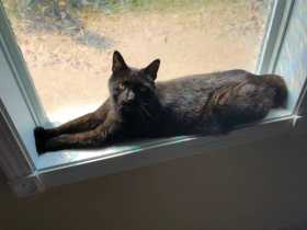Lost Cat