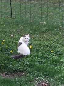 Lost Cat