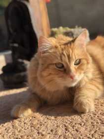 Lost Cat