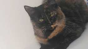Lost Cat