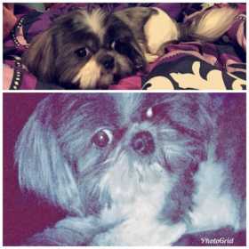 Lost Dog