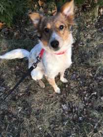 Lost Dog