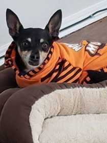 Lost Dog
