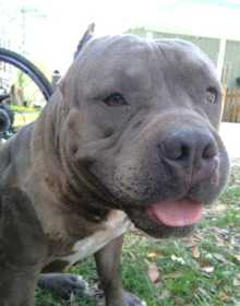 Lost Dog