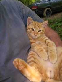 Lost Cat