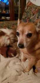 Lost Dog
