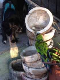 Lost Nanday / Black-Hooded Parakeet