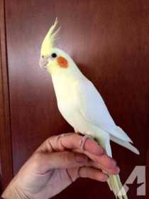 Lost Cockatiel