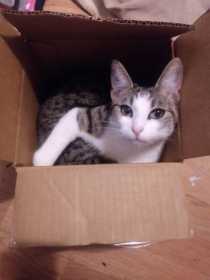 Lost Cat