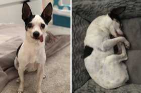 Lost Dog