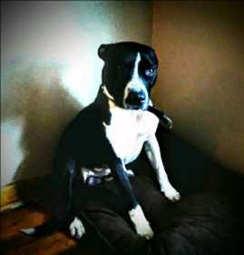 Lost Dog