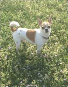 Lost Dog