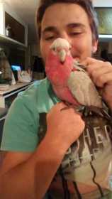 Lost Galah Cockatoo